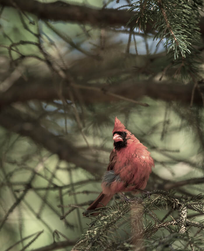 Illinois Cardinal