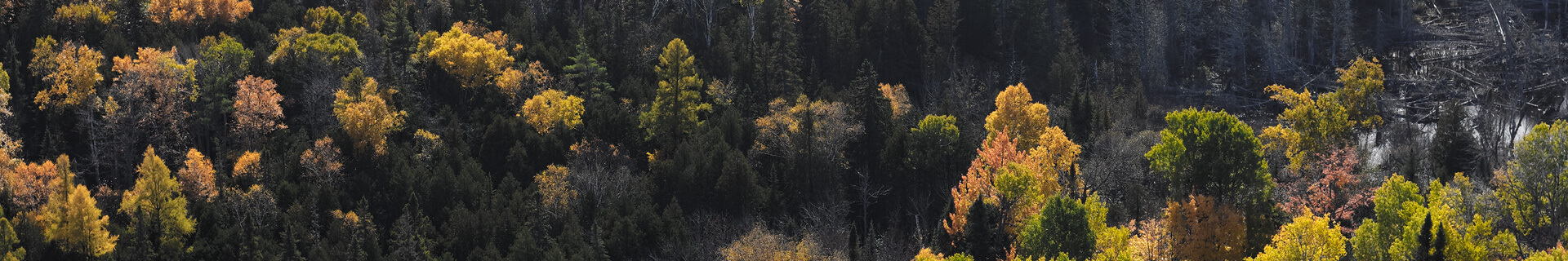 A Michigan forest.