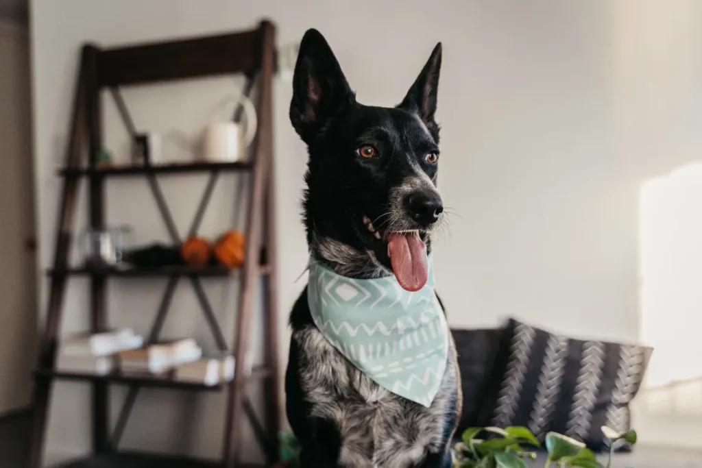 A black-and-white dog wearing a mint-and-white geometric bandana in a white room with a brown shelf and decorative cushions in the background.
